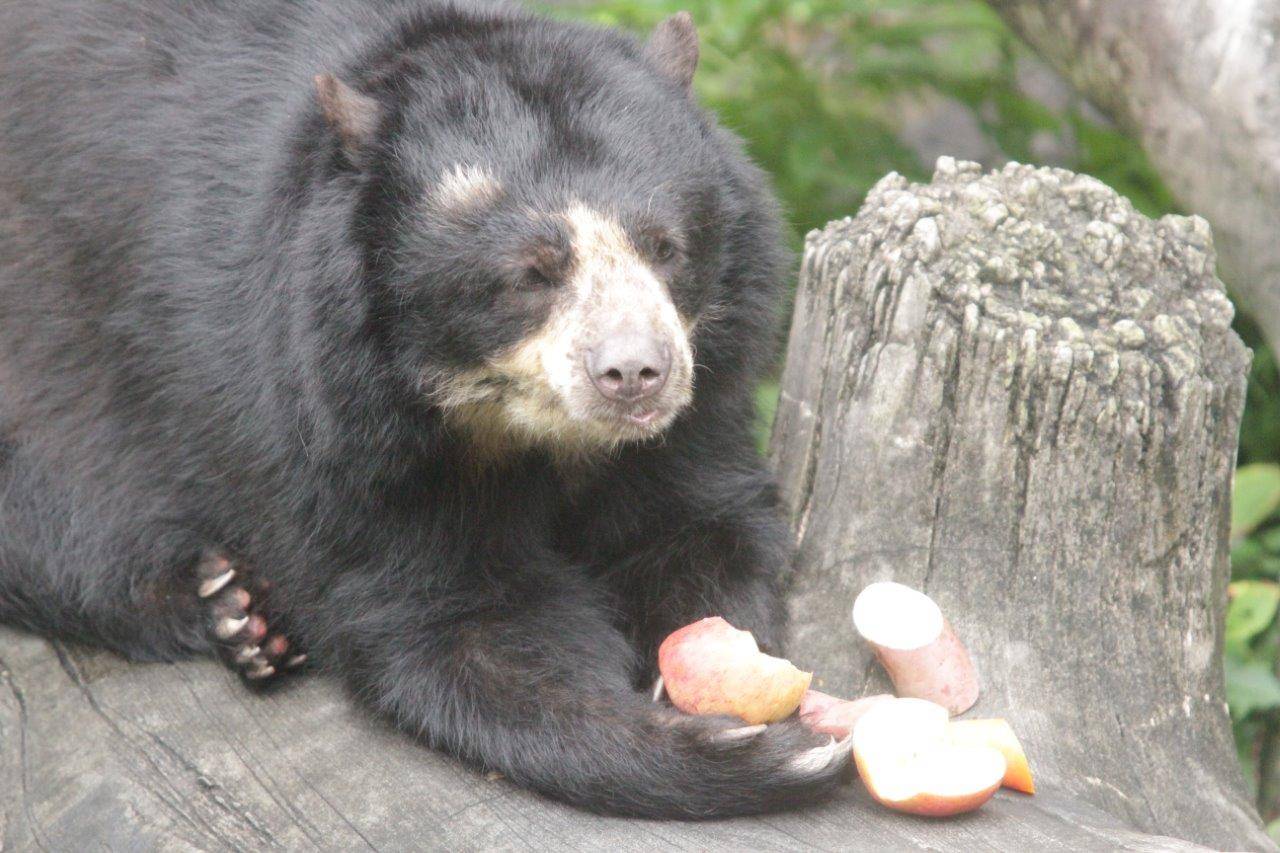 両手でリンゴを持つ美雨①