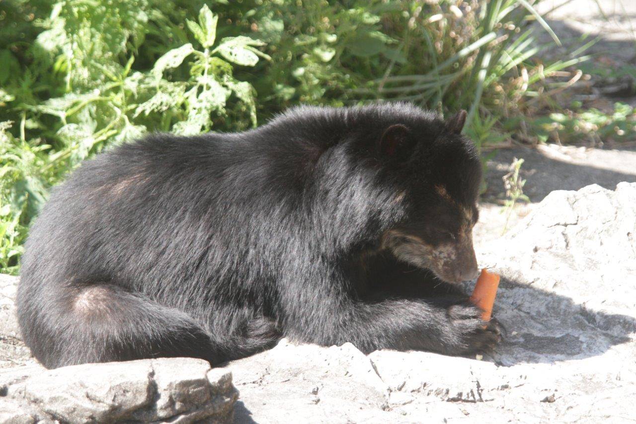両手でニンジンを持つ美雪①