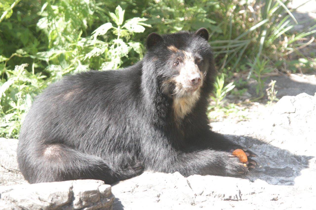 両手でニンジンを持つ美雪②