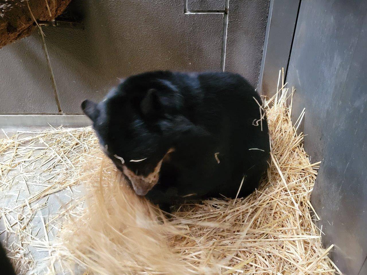 藁をほぐす美雨