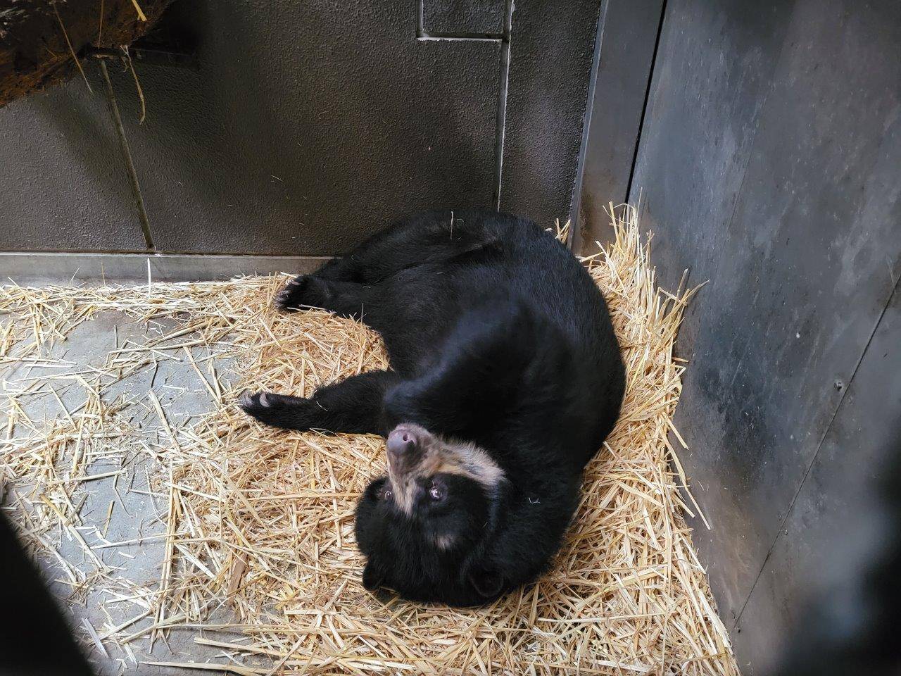 自分で作った寝床で休む美雨①