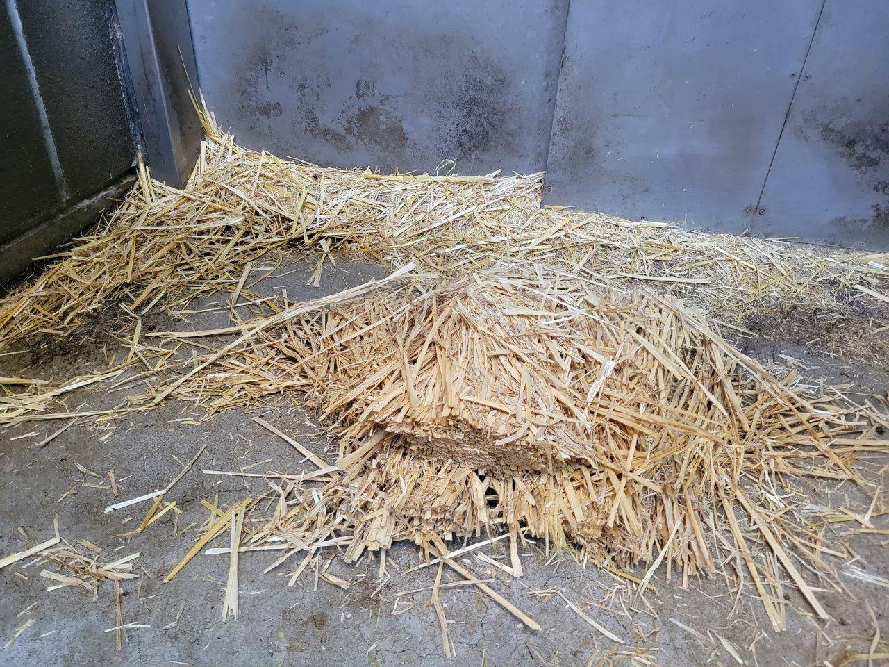 固まった状態の麦わら