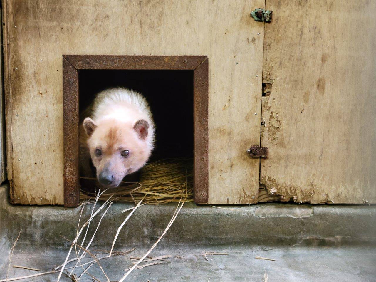 巣箱から顔を出すフキ