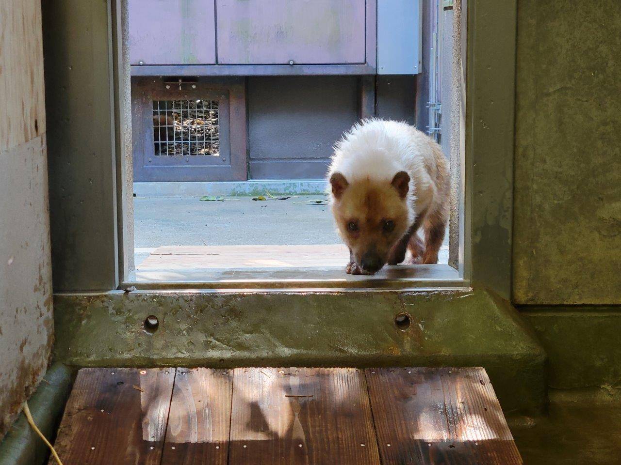 スロープを利用してサブから戻ってくるフキ