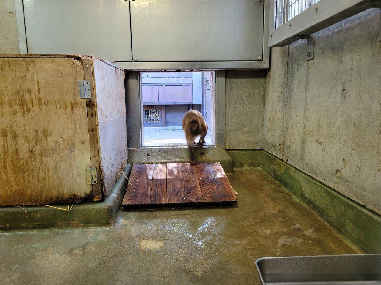 スロープを利用してサブに向かうフキ