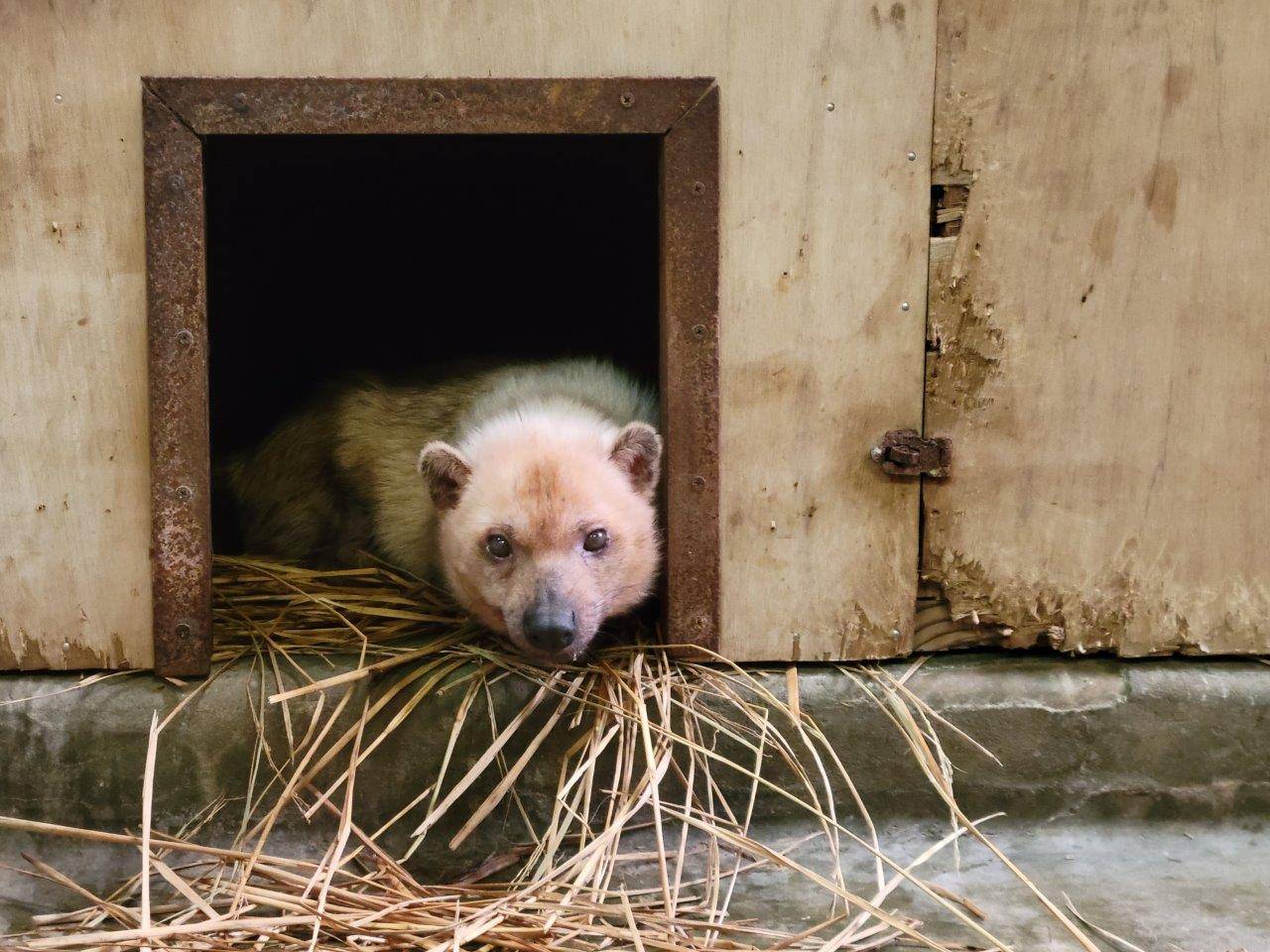 巣箱内で休むフキ