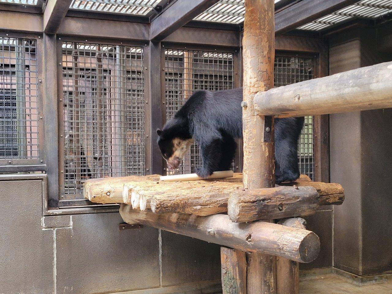 筒をいじって中身を出そうとする雪雄①