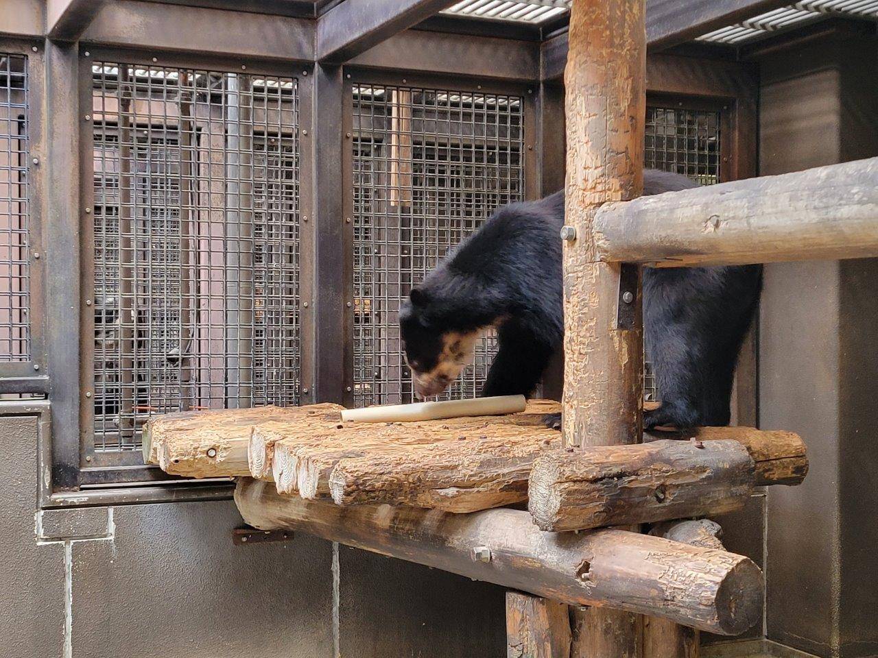 筒をいじって中身を出そうとする雪雄②
