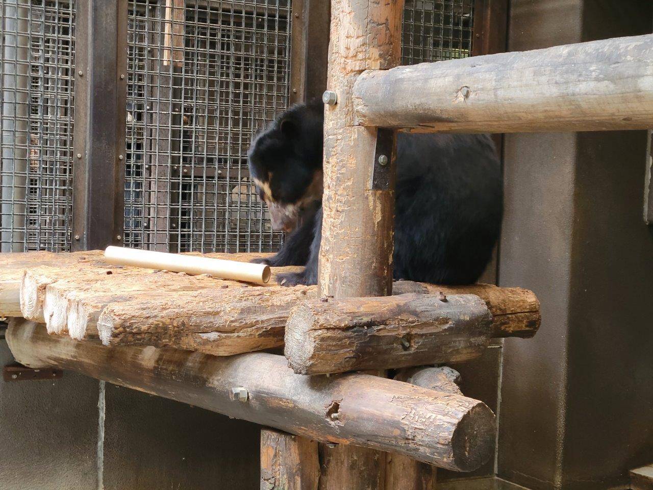 筒をいじって中身を出そうとする雪雄③