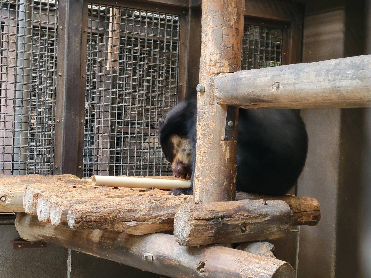 筒をいじって中身を出そうとする雪雄④