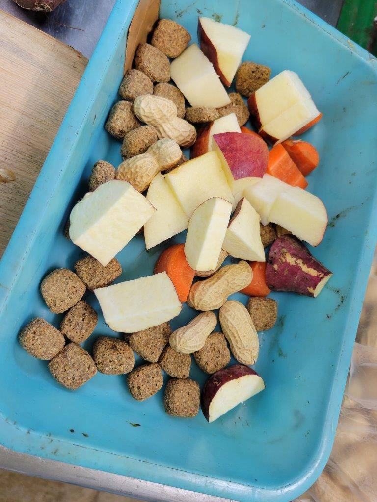 筒内に入れる餌