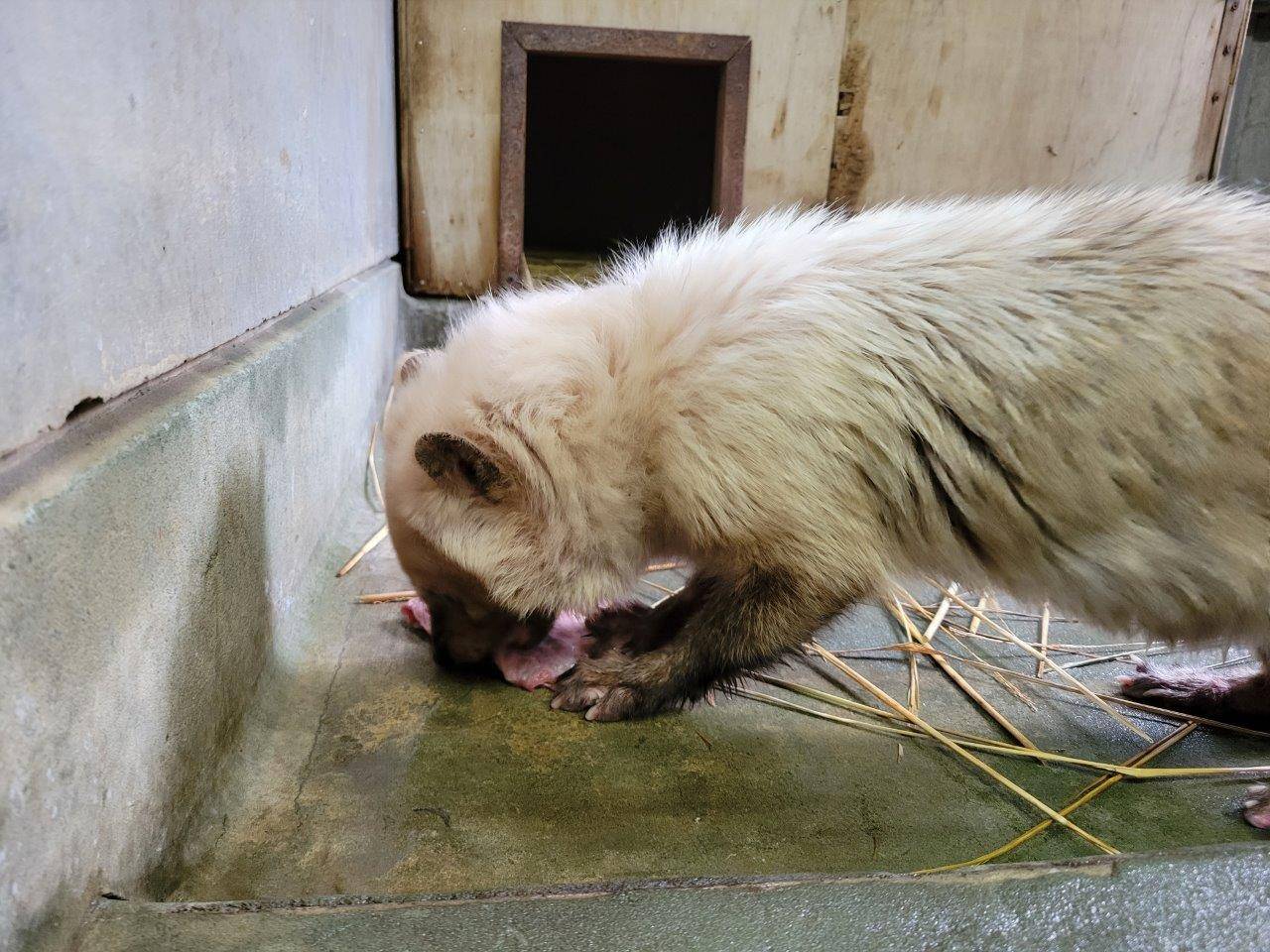 懸命に骨付き肉を食べるフキ⑨