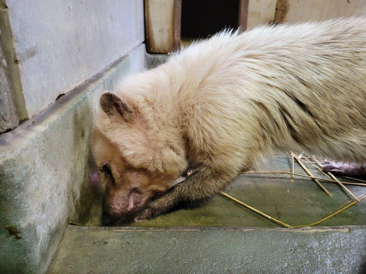懸命に骨付き肉を食べるフキ
