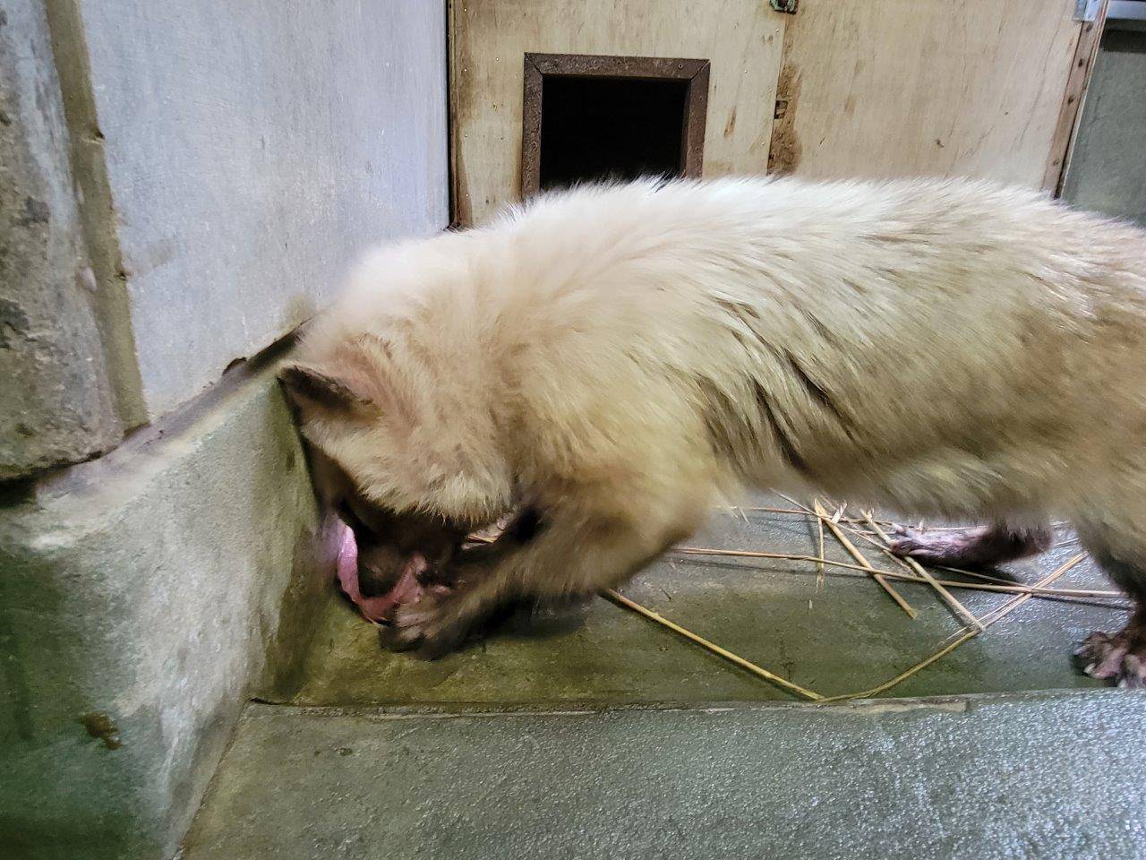 懸命に骨付き肉を食べるフキ①