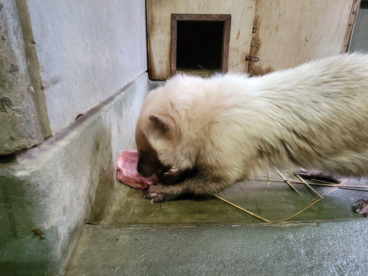懸命に骨付き肉を食べるフキ②