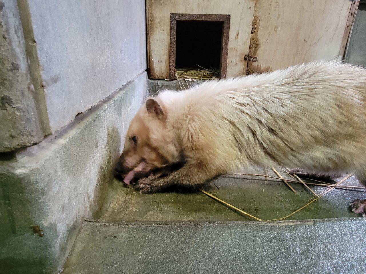 懸命に骨付き肉を食べるフキ③