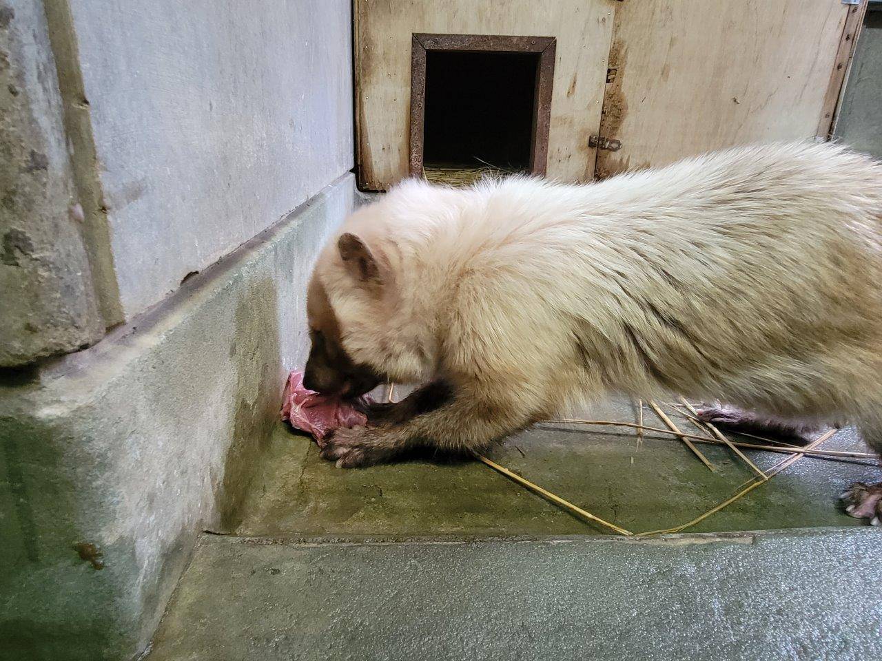 懸命に骨付き肉を食べるフキ④