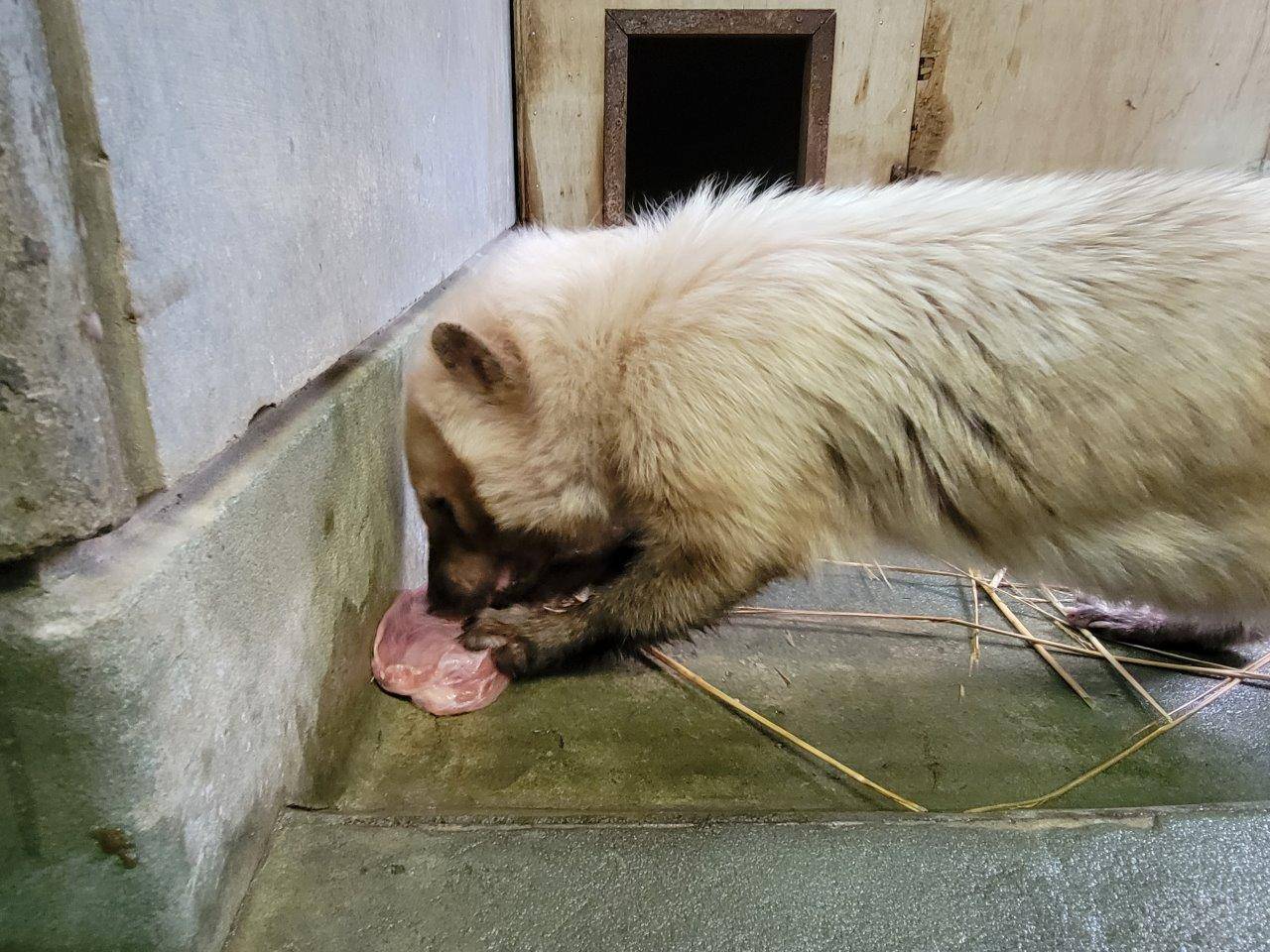 懸命に骨付き肉を食べるフキ⑤