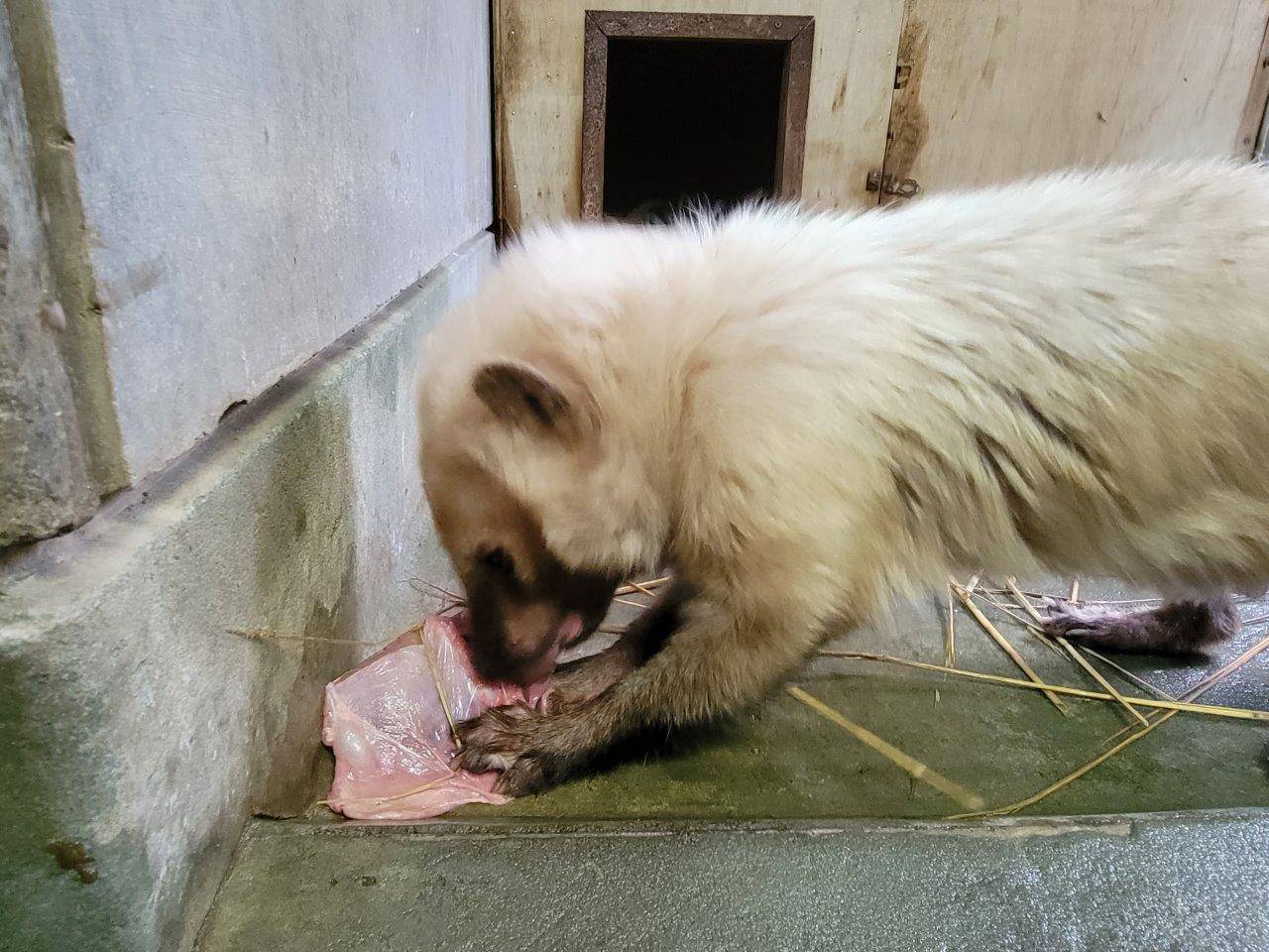 懸命に骨付き肉を食べるフキ⑥