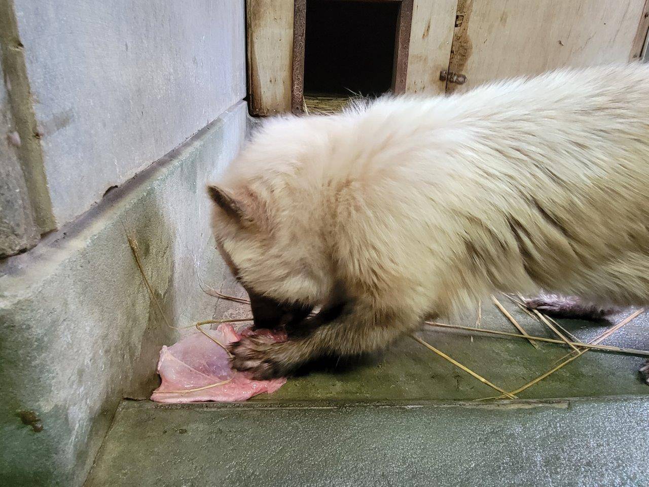 懸命に骨付き肉を食べるフキ⑧