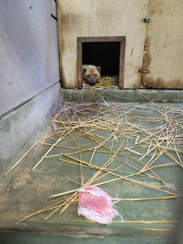 ある程度食べた後、箱内で休むフキ