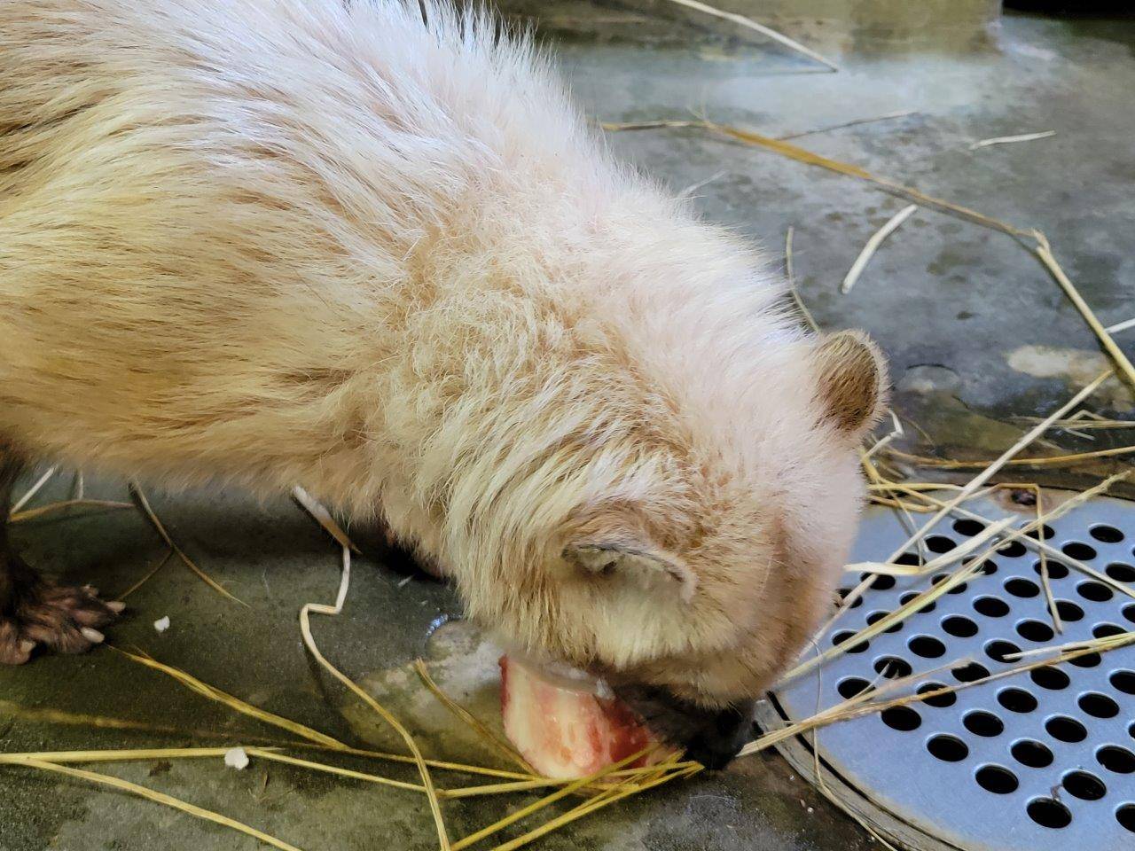 骨髄を懸命に食べようとするフキ①