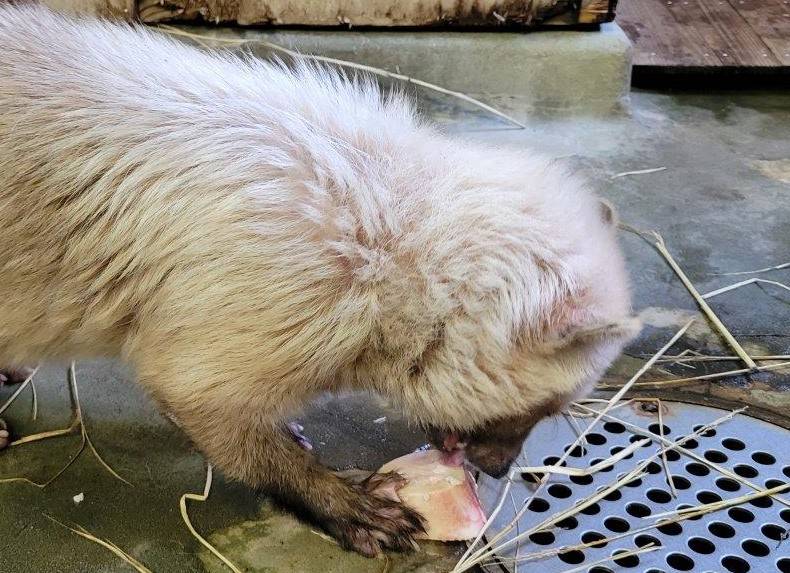 骨髄を懸命に食べようとするフキ②