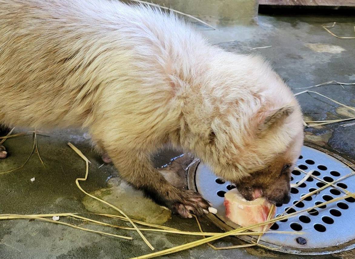 骨髄を懸命に食べようとするフキ④