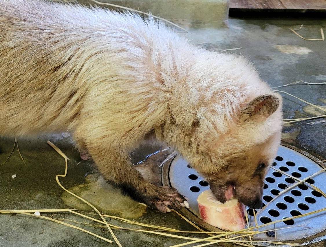 骨髄を懸命に食べようとするフキ⑤