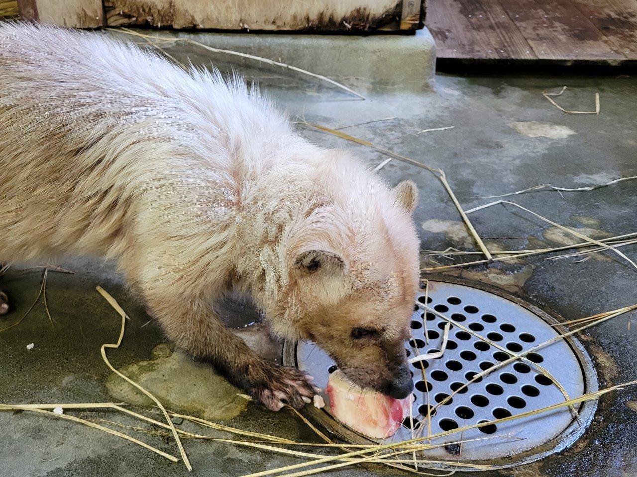 骨髄を懸命に食べようとするフキ⑥
