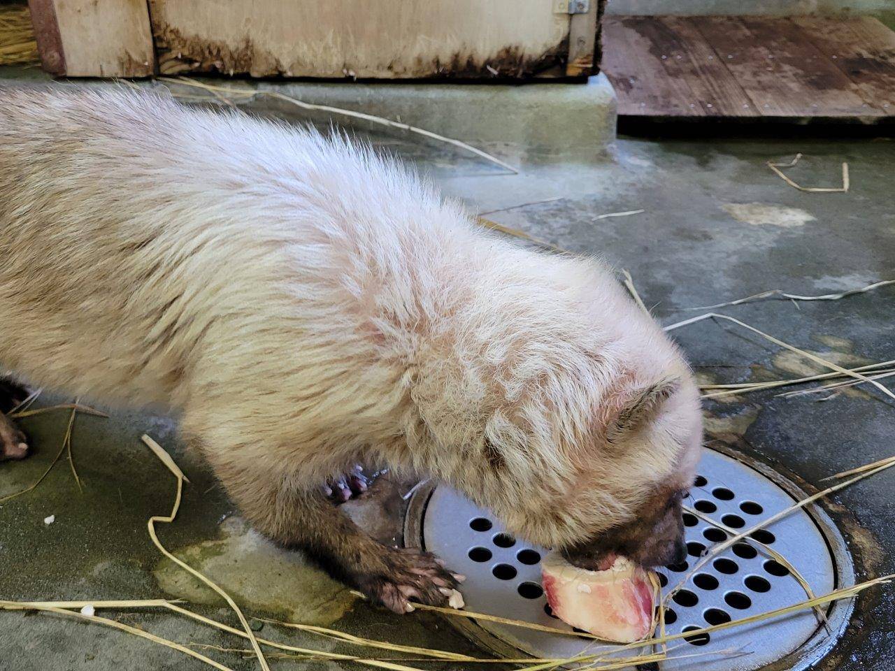 骨髄を懸命に食べようとするフキ⑧