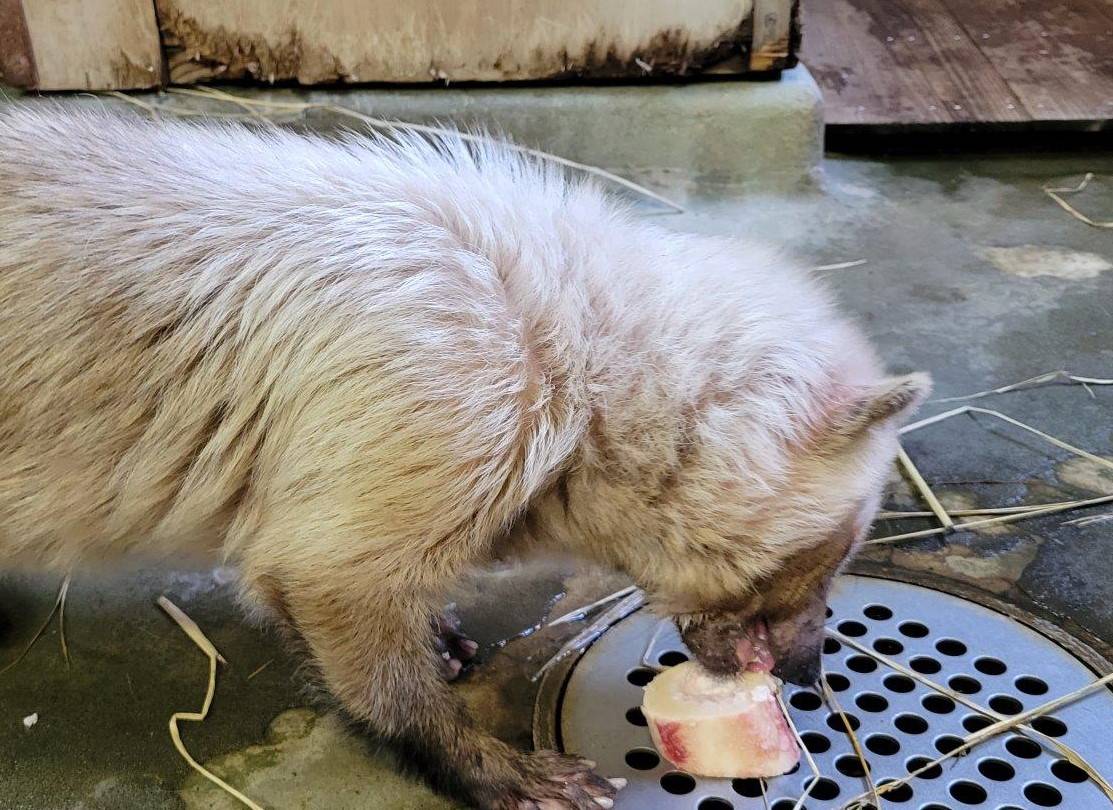 骨髄を懸命に食べようとするフキ⑩