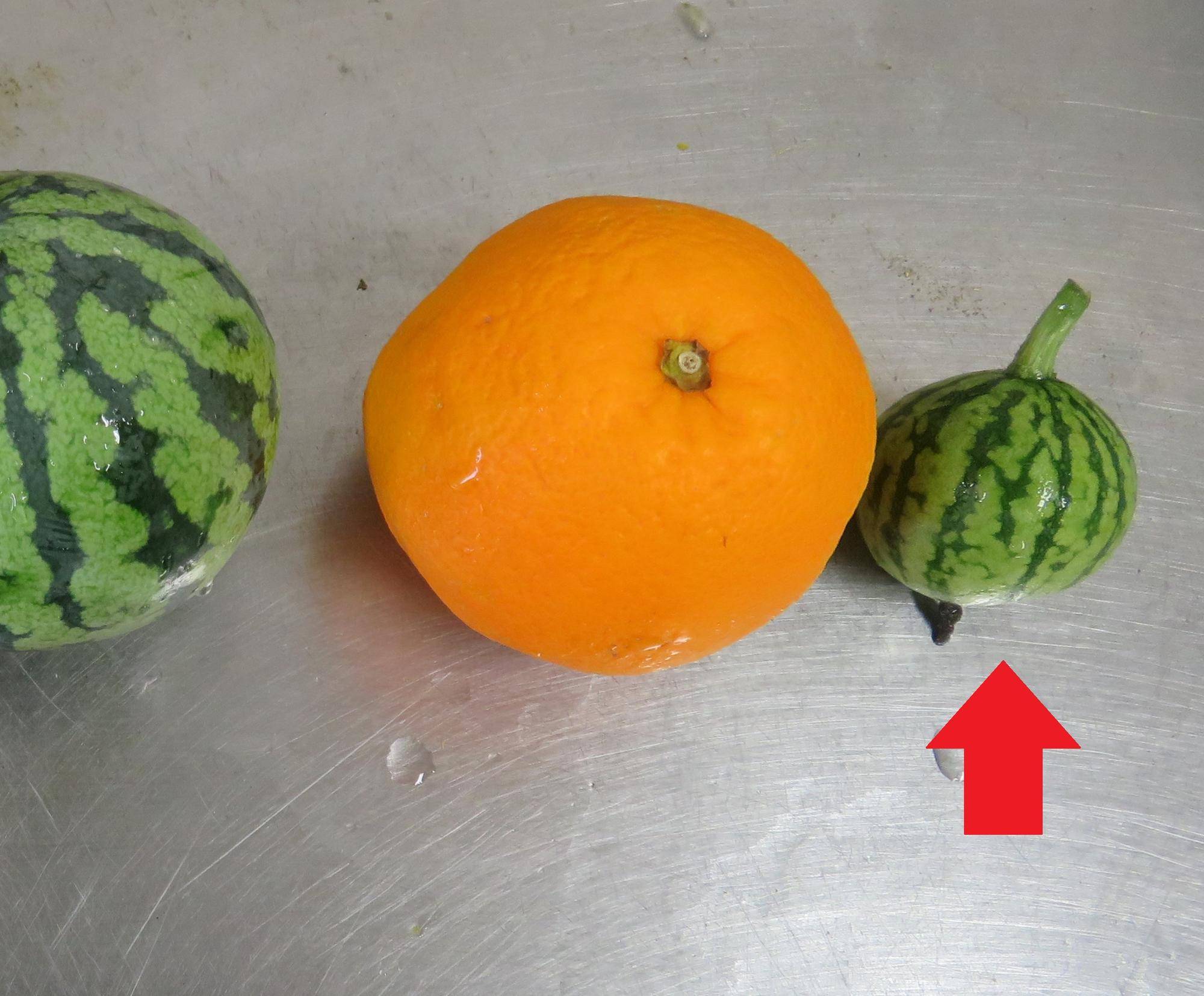 IMG_1615 - コピー.jpg