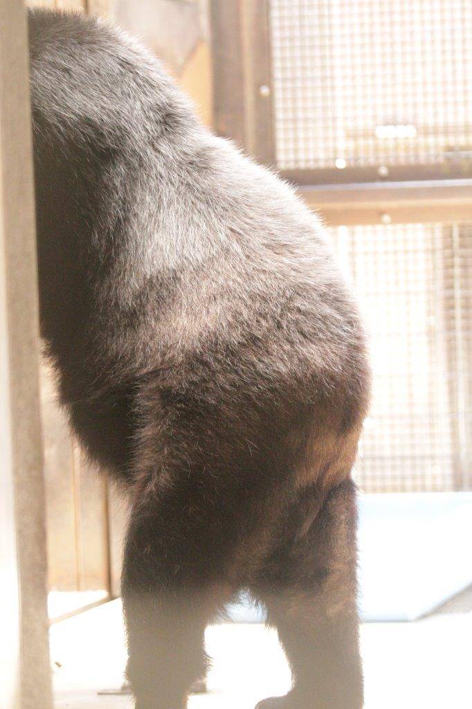 サブ運動場の低い寝台に前肢を置いて立つ美雨