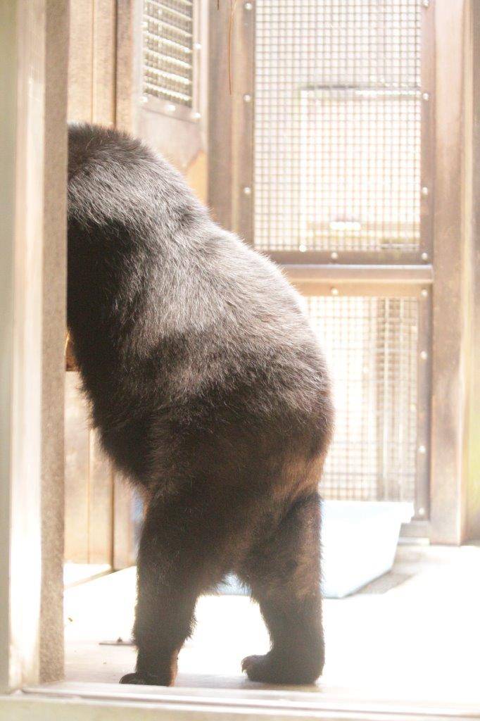 サブ運動場の低い寝台に前肢を置いて立つ美雨①