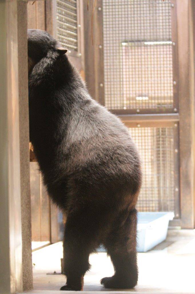 サブ運動場の低い寝台に前肢を置いて立つ美雨②