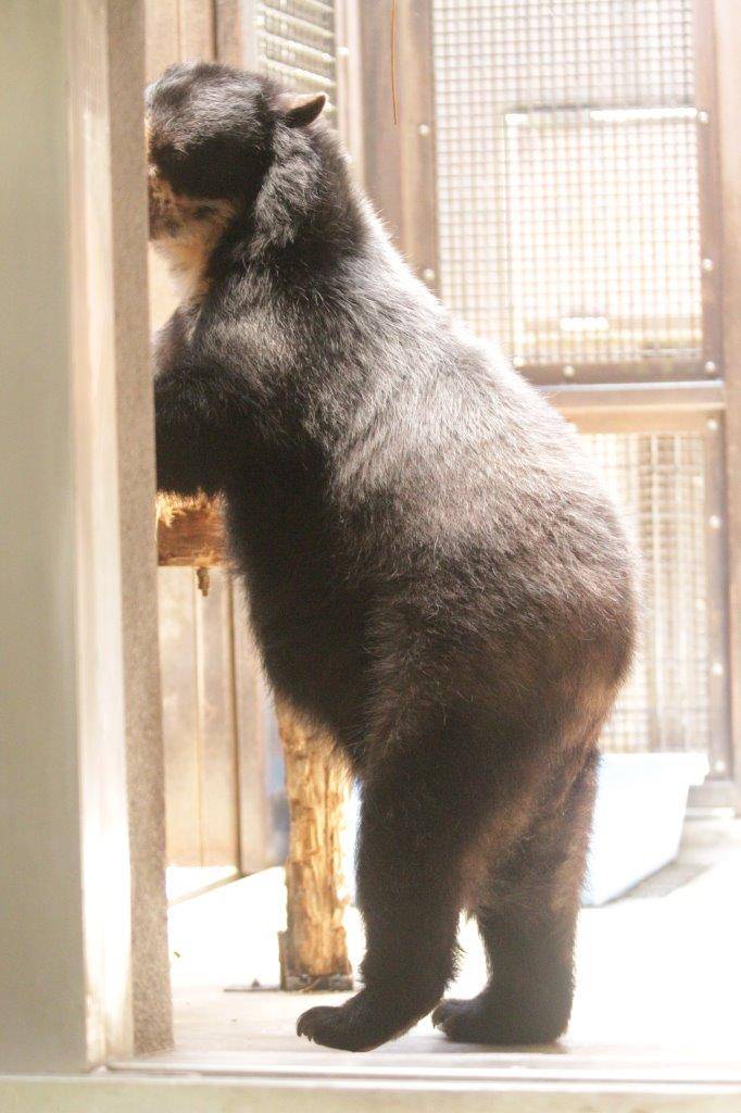 サブ運動場の低い寝台に前肢を置いて立つ美雨③