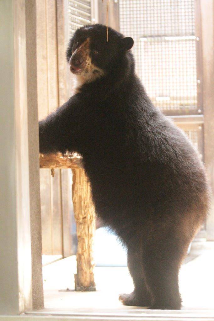 サブ運動場の低い寝台に前肢を置いて立つ美雨④