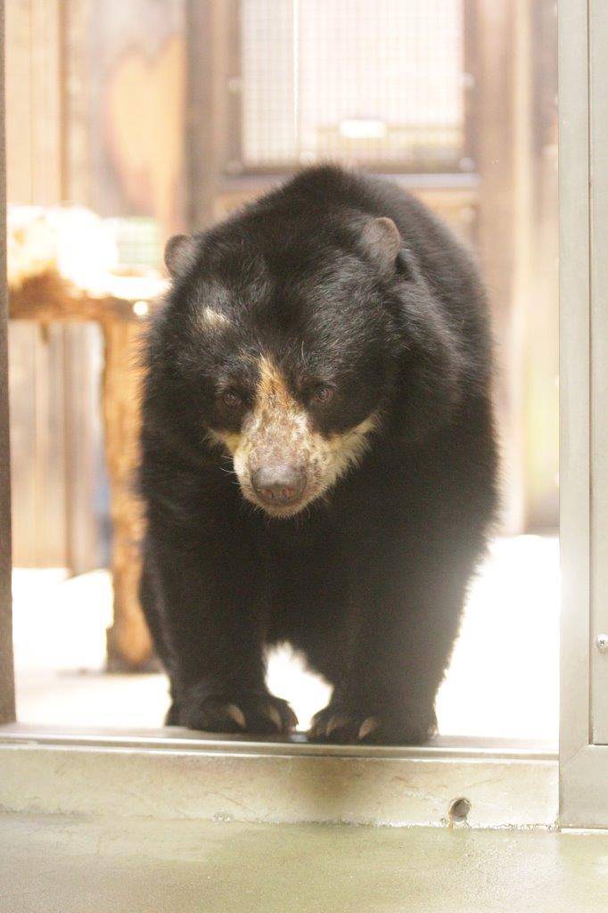 サブ運動場から寝室に戻ってくる美雨