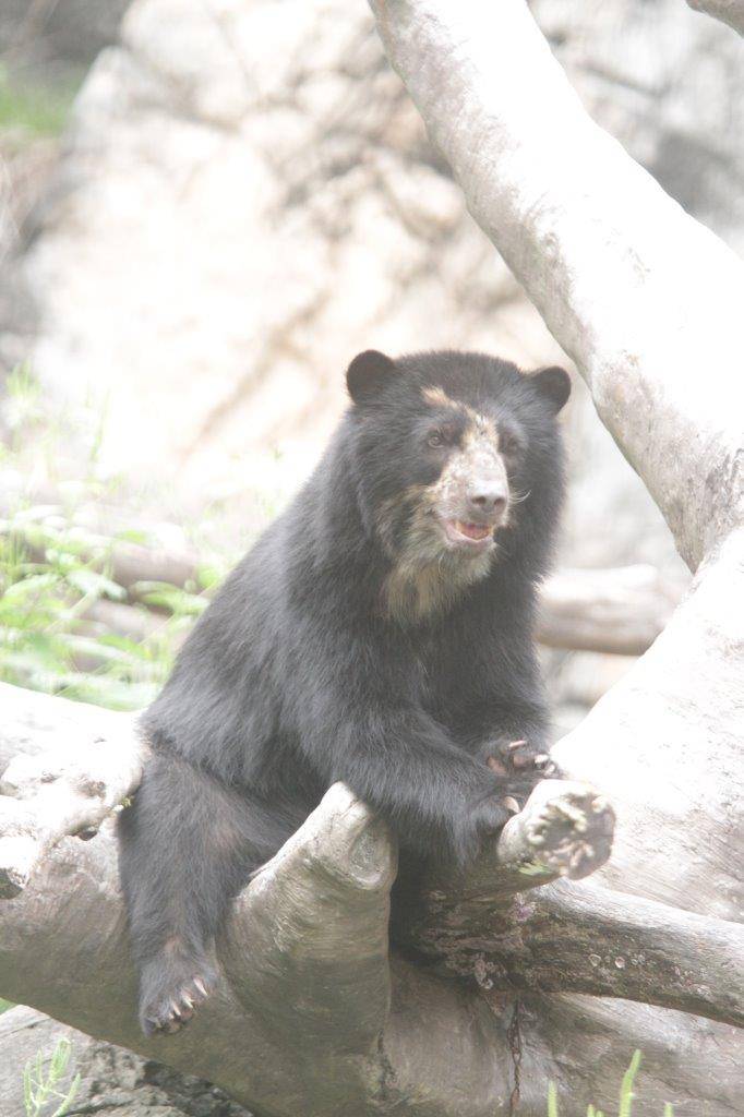 擬木の上で休む美雪①