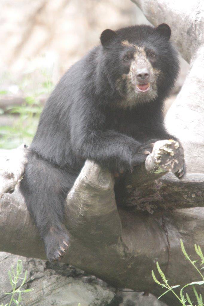 擬木の上で休む美雪②
