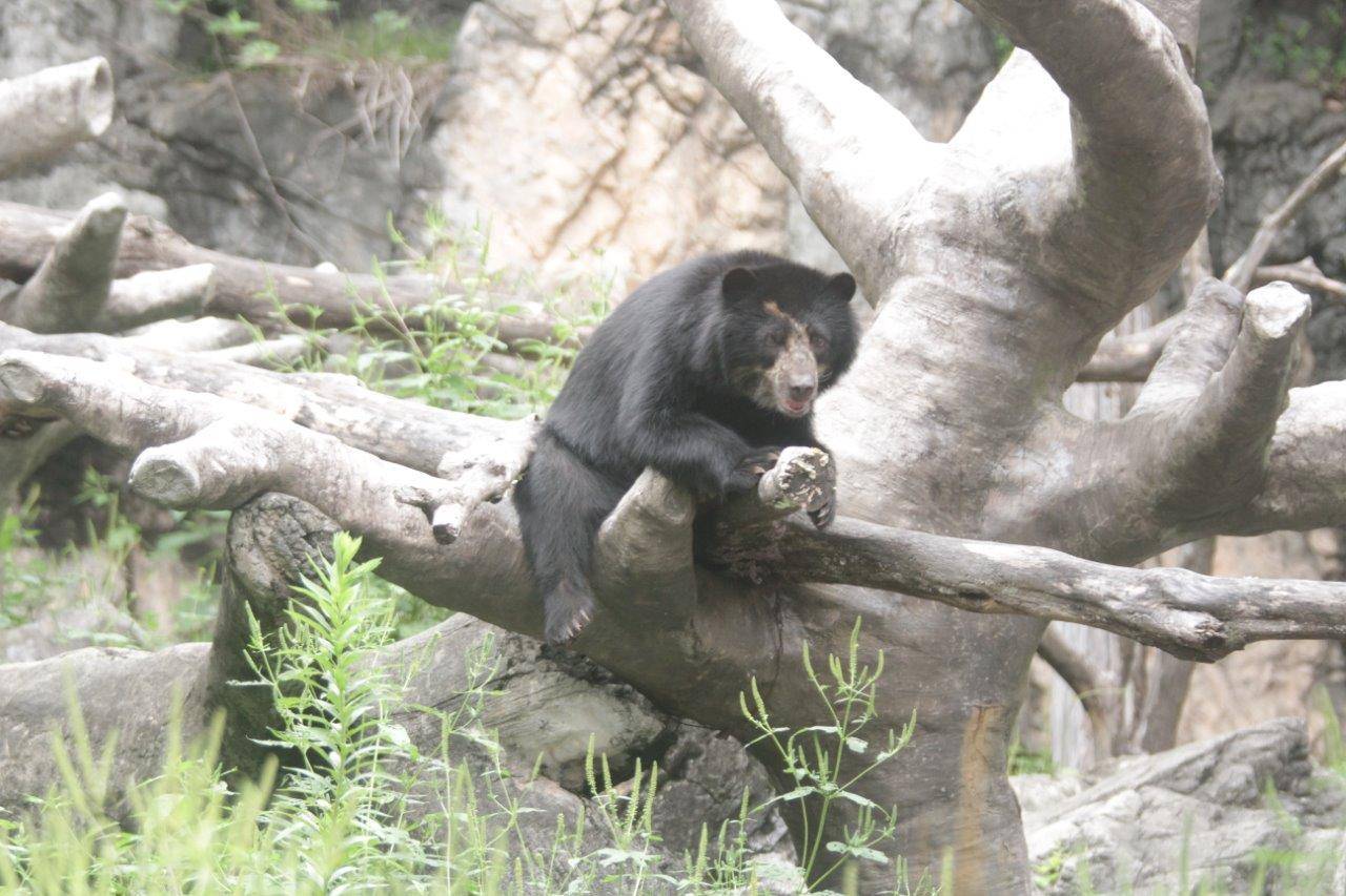 擬木の上で休む美雪④