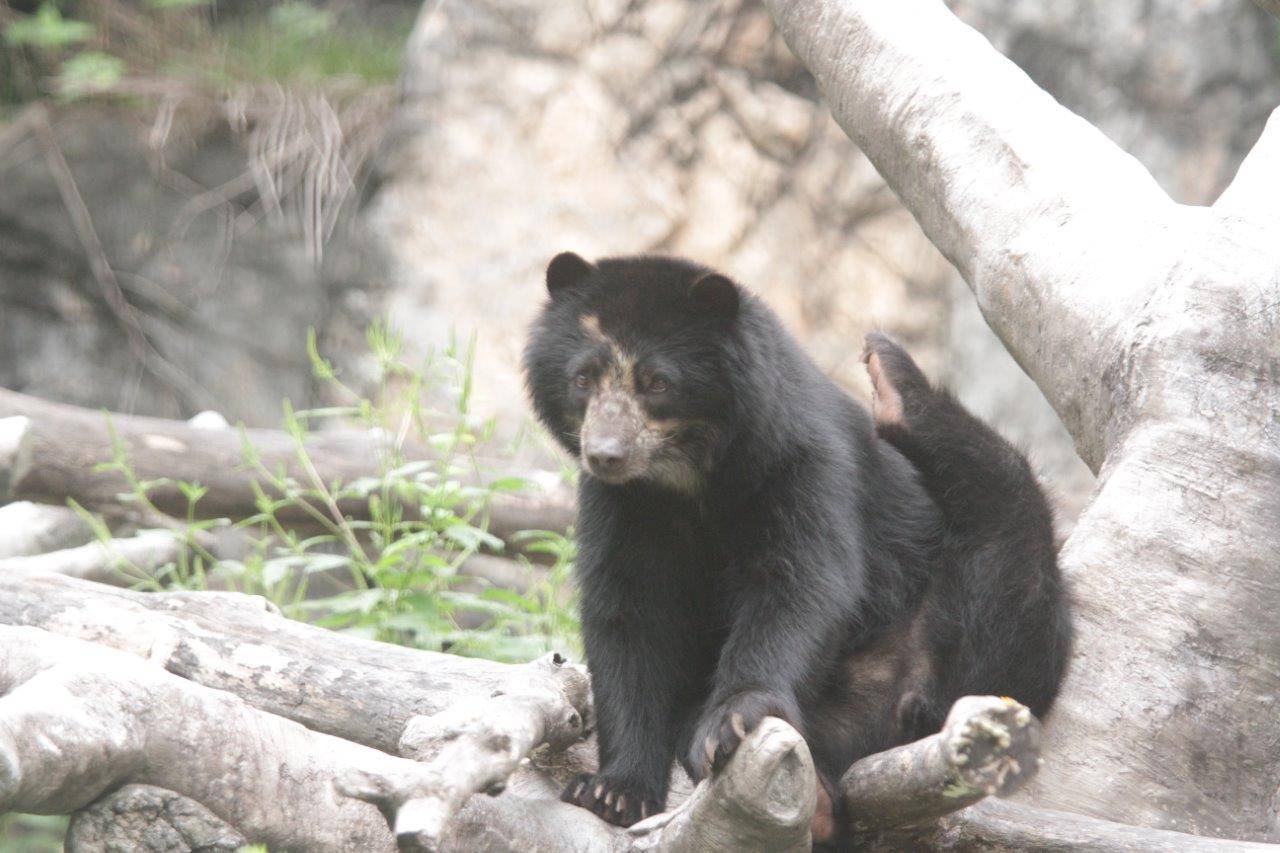 擬木の上で身体をかく美雪