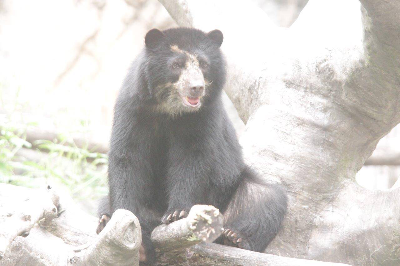 擬木の上で休む美雪⑤
