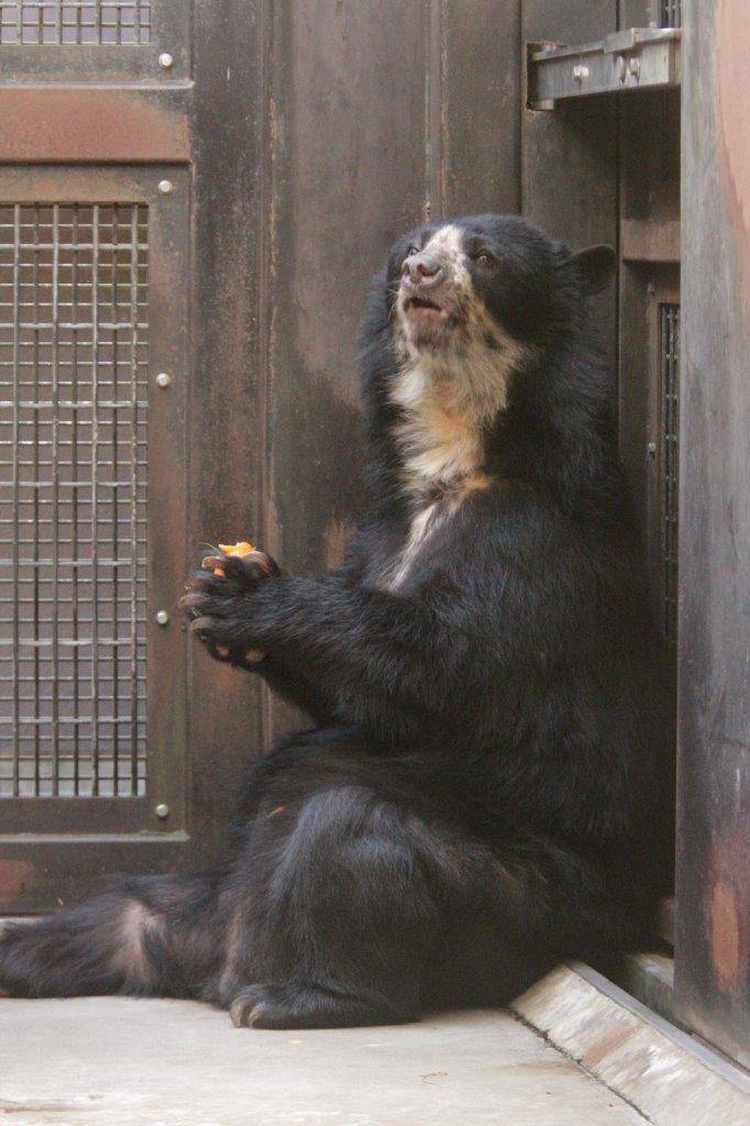 両手で餌を持って食べる美雨②