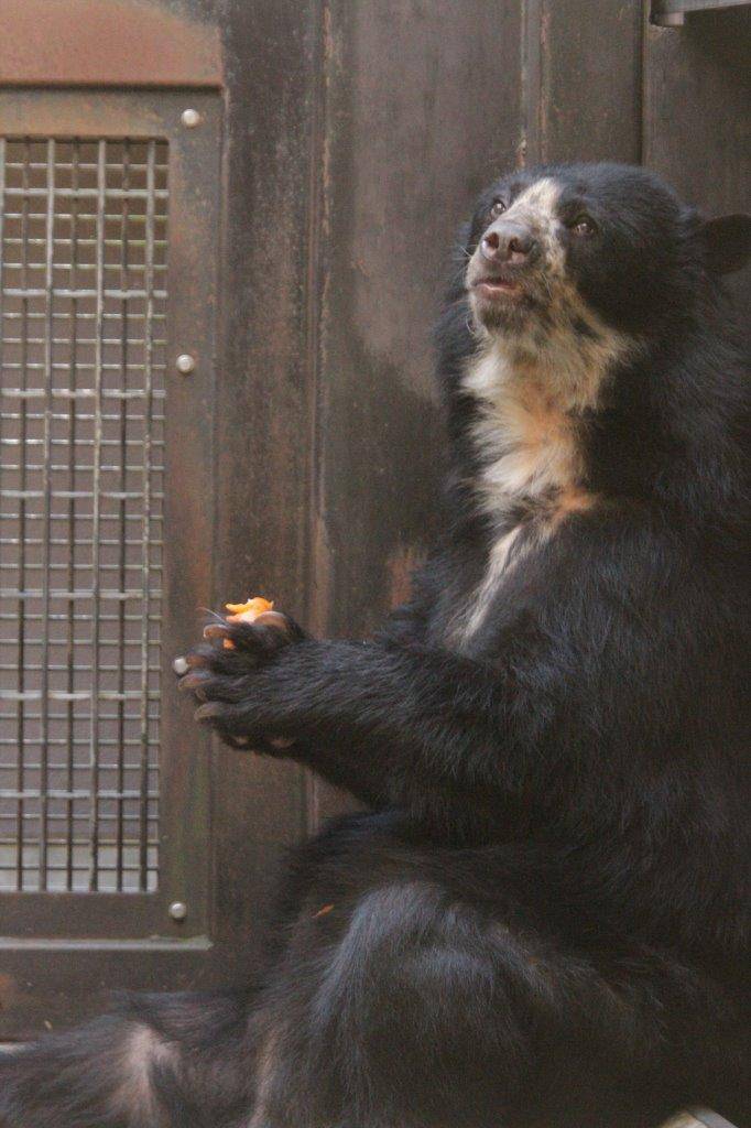 両手で餌を持って食べる美雨③