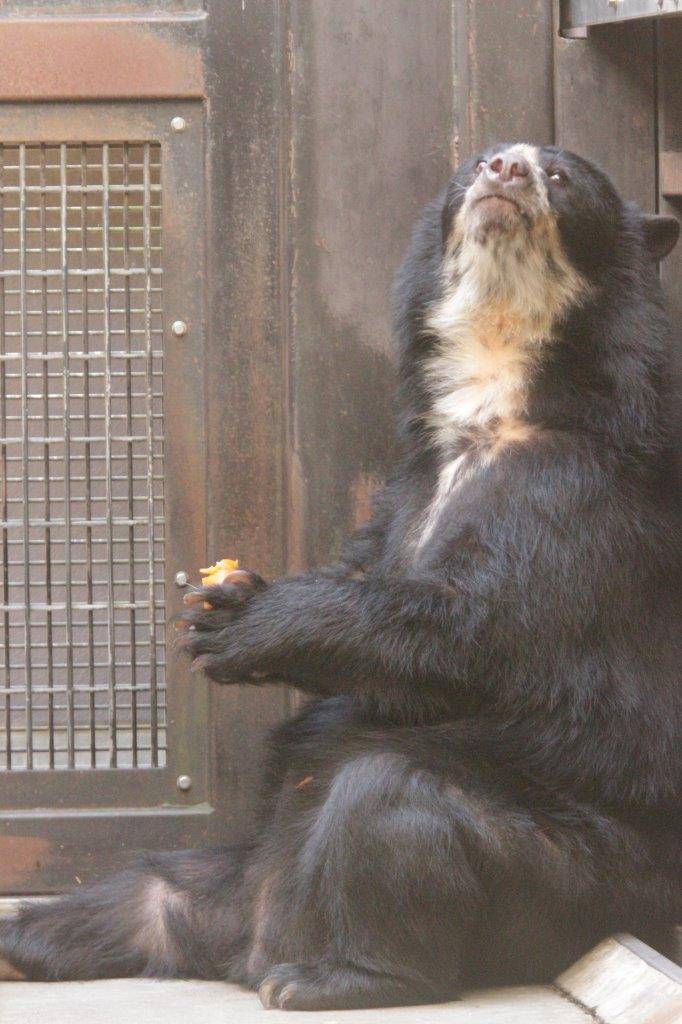 両手で餌を持って食べる美雨④