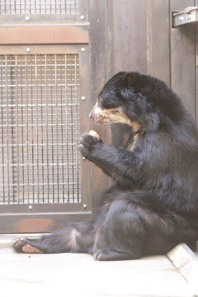 両手で餌を持って食べる美雨⑤