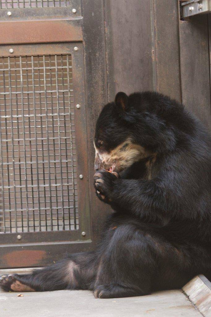 両手で餌を持って食べる美雨⑥