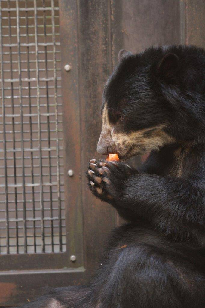 両手で餌を持って食べる美雨⑦